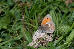 David Plant Photography - Wildlife Photography - Small heath - C